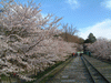 インクラインの桜(10)
