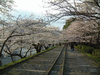 インクラインの桜(11)