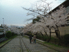 インクラインの桜(16)