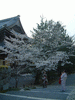 南禅寺(9)／桜と共に