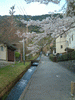 桜と疏水