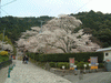 熊野若王子神社近くの桜(2)