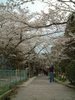 哲学の道の桜(1)