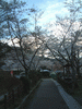 哲学の道の桜(4)