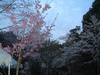 哲学の道の桜(5)