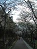 哲学の道の桜(9)