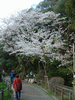 哲学の道の桜(10)