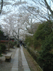 哲学の道の桜(11)