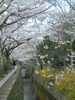 哲学の道の桜(13)