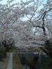 哲学の道の桜(14)