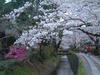 哲学の道の桜(17)