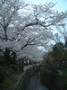 哲学の道の桜(18)