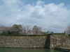 姫路城(4)／桜と共に