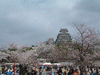 姫路城(6)／桜と共に