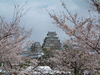 姫路城(8)／桜と共に