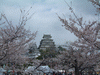姫路城(9)／桜と共に