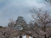 姫路城(12)／桜と共に