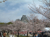 姫路城(14)／桜と共に