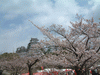 姫路城(15)／桜と共に