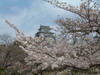 姫路城(16)／桜と共に
