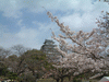 姫路城(17)／桜と共に