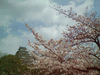 姫路城(19)／桜と共に