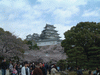 姫路城(20)／桜と共に