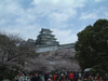 姫路城(21)／桜と共に