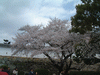姫路城(22)／桜と共に