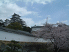 姫路城(24)／桜と共に
