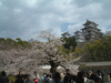 姫路城(28)／桜と共に