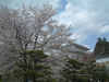 姫路城(30)／桜と共に