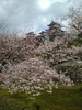 姫路城(33)／桜と共に