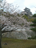 姫路城(34)／桜と共に