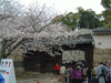姫路城(35)／桜と共に