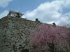 姫路城(37)／桜と共に