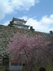 姫路城(38)／桜と共に