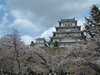 姫路城(39)／桜と共に