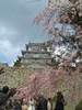 姫路城(41)／桜と共に