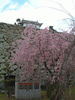 姫路城(42)／桜と共に