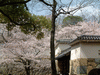 姫路城(46)／桜と共に