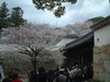 姫路城(47)／桜と共に