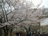 姫路城(48)／桜と共に