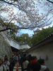 姫路城(50)／桜と共に