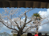 姫路城(56)／桜と共に