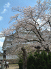 姫路城(57)／桜と共に