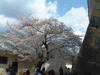 姫路城(60)／桜と共に