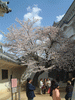 姫路城(73)／桜と共に