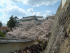 姫路城(77)／桜と共に