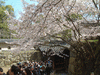 姫路城(79)／桜と共に